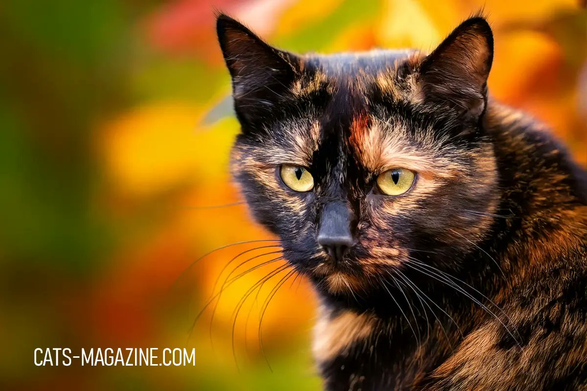CatsMagazine's tweet photo. https://t.co/EFYfn7AVQB 10 Amazing Tortoiseshell Cat Facts You Didn’t Know!
Tortoiseshell  cats are more than just beautiful – they come with a personality as bold as their colors! If you’ve ever met a tortie, you’ve probably noticed their unique behavior and stunning coat. But there’s so much more to these special felines. Here are 10 amazing Tortoiseshell  Cat Facts You Didn’t Know that make tortoiseshell cats stand out from the rest! #cats #catlover