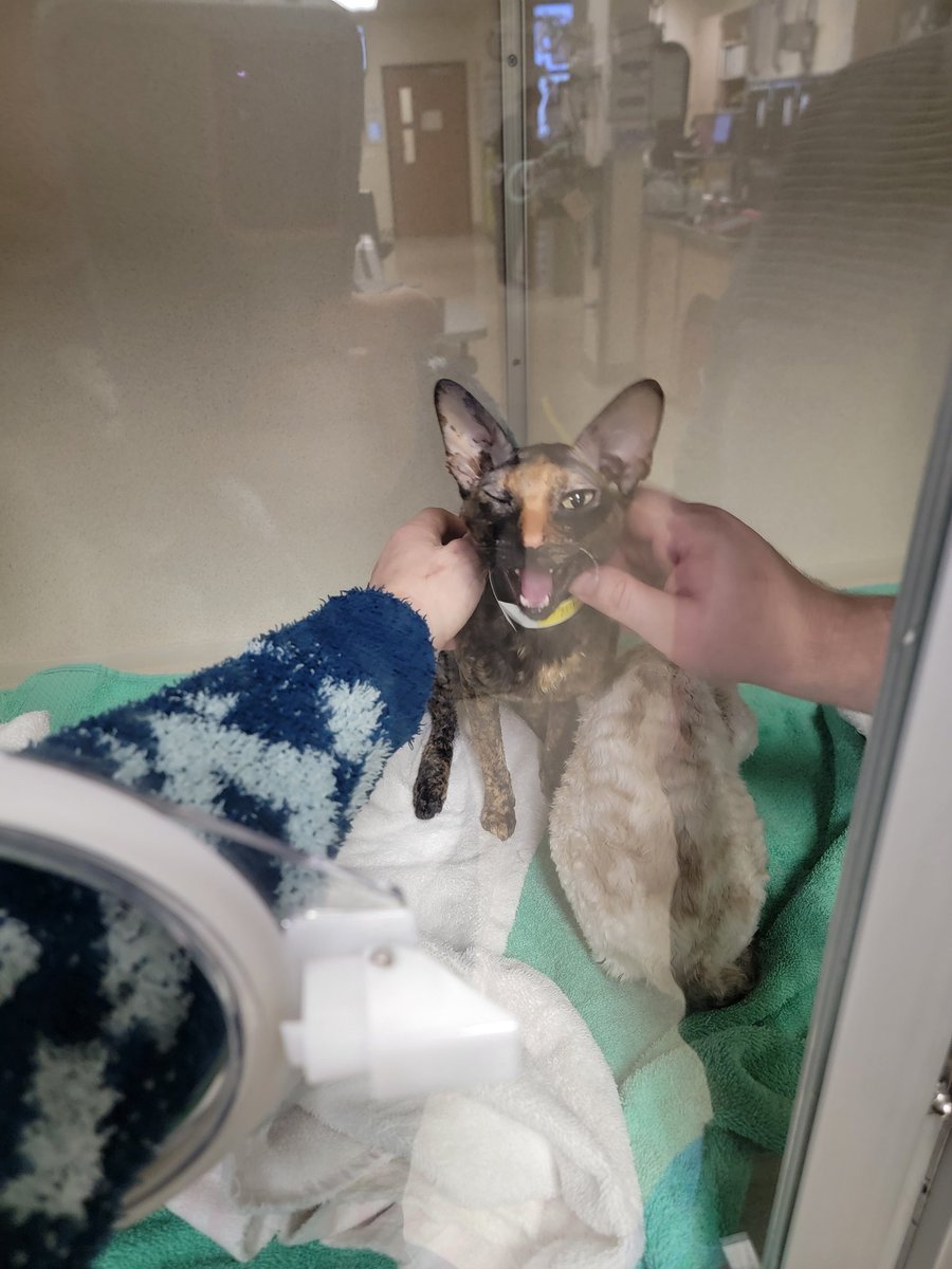KikiDoodleTweet's tweet photo. https://t.co/q2u8Nk1HuZ

It's been the worst week of my life. 
I lost my old lady Gandalf and the vet next day was rushing my two young girls to the hospital with suspected (now confirmed) bird flu.

I'm very very scared and vet bills are very very high. 
Please share 🥺💕🤞🙏 https://t.co/Sik0DkUkDU