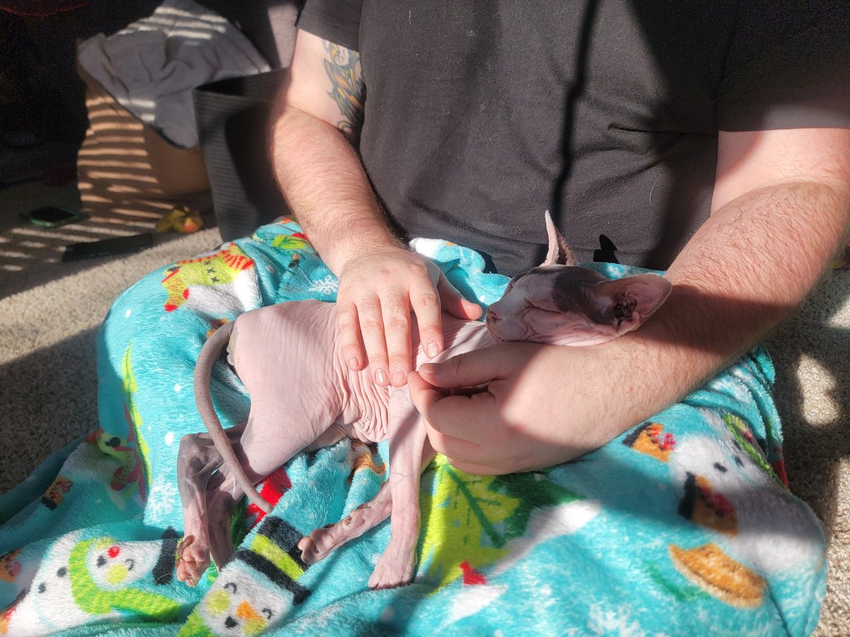 gofund.me/4824d711

It's been the worst week of my life. 
I lost my old lady Gandalf and the vet next day was rushing my two young girls to the hospital with suspected (now confirmed) bird flu.

I'm very very scared and vet bills are very very high. 
Please share 🥺💕🤞🙏