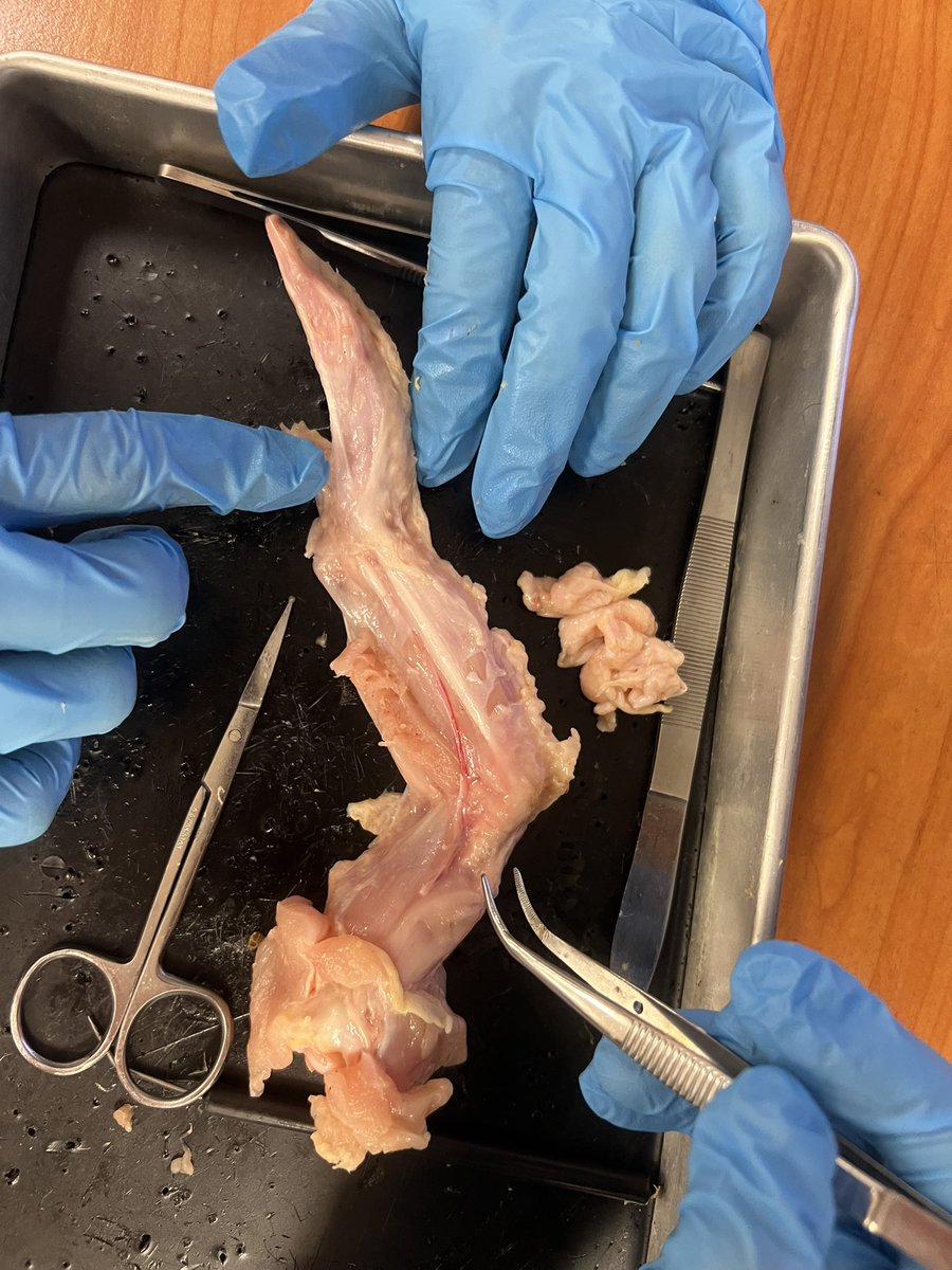 Kristen Adams tweet media