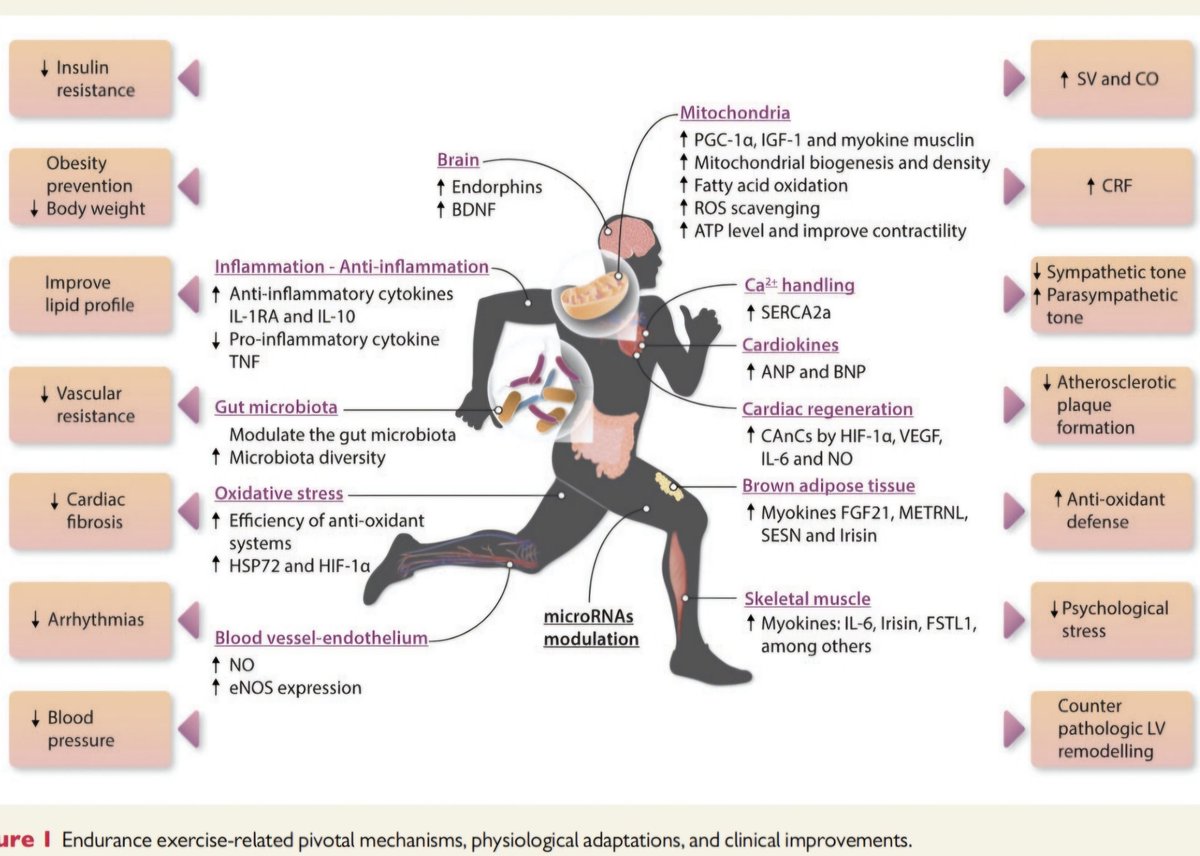 Efectos del ejercicio sobre la Enf. Cardiovascular. 🏃‍♂️🫀💨
🔴El ejercicio regular y un alto nivel de aptitud física se correlacionan con menores riesgos de IAM y ACV, muerte relacionada con Enf. CV y mortalidad por todas las causas. 📉☠️
✅️El ejercicio físico puede representar