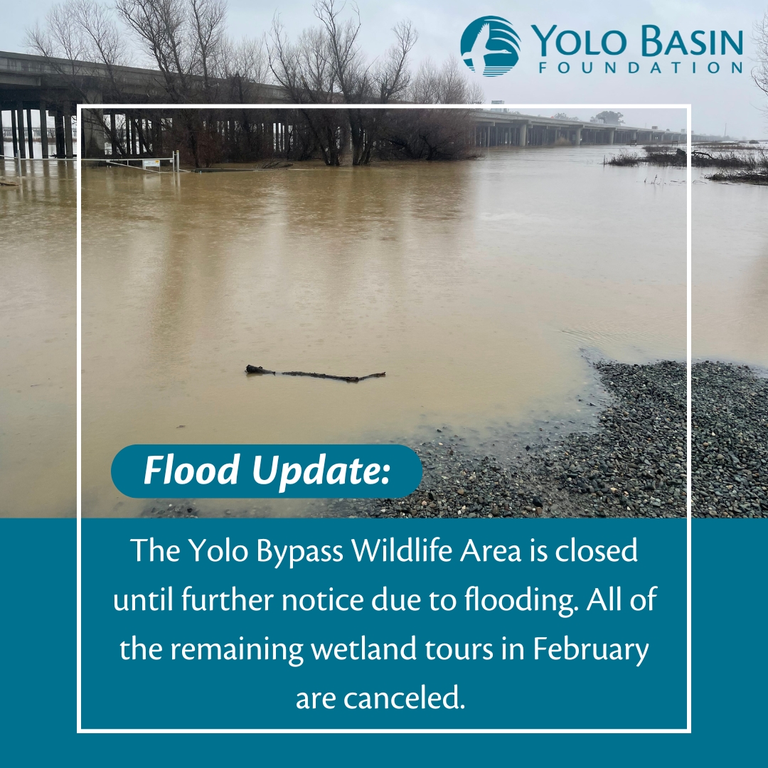 The Yolo Bypass Wildlife Area remains closed due to flooding. Our February wetland tours are cancelled.
We will continue to post updates about the Wildlife Area closure! For more information, visit our Facebook page.

Picture Credit to: Garrett Spaan