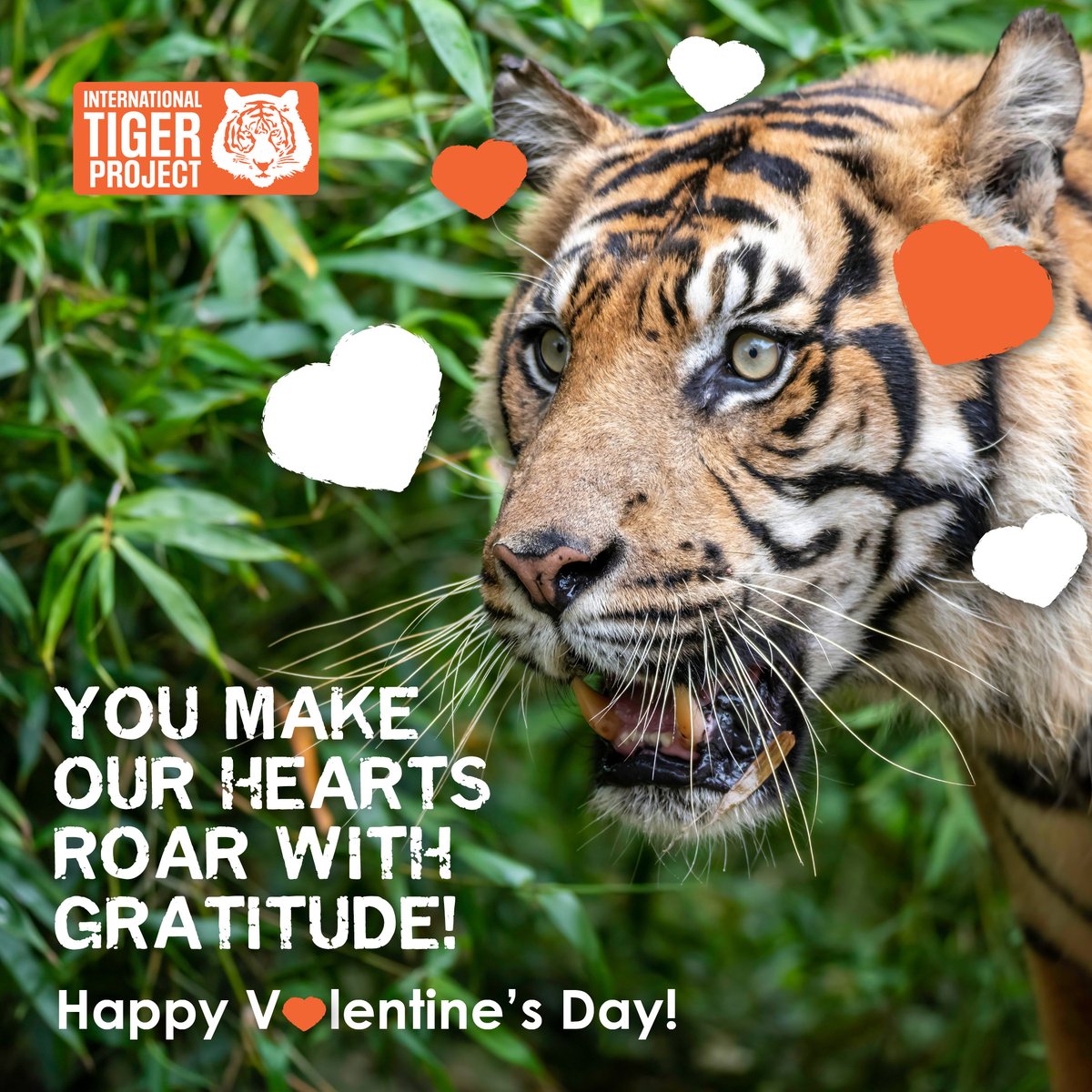 IntTigerProject's tweet image. 🌿💕 Happy Valentine’s Day to our incredible community of tiger warriors! Thanks to your compassion and dedication, Sumatran tigers can roam freely in their forest homes. With you as their hero, they stand a fighting chance against Extinction.  And today, we celebrate YOU!  🐅 🧡