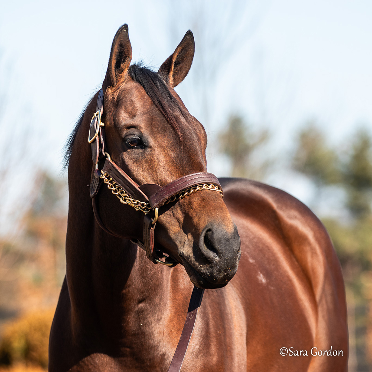 Senor Buscador 🤩 Retired with nearly $13 million in career earnings, the 2024 G1 Saudi Cup winner has settled into life at <a href="/LanesEndFarms/">Lane's End</a> ahead of his debut season at stud.