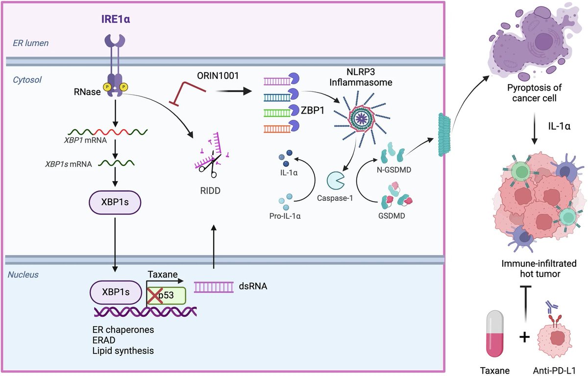 #STTT highlight Xu, L. et al. IRE1α silences dsRNA to prevent taxane-induced pyroptosis in triple-negative breast cancer: Robinson, N., Polara, R. &amp; Thomas, D. IRE1α: a gatekeeper of chemotherapy-induced immunogenicity in triple-negative breast cancer. doi.org/10.1038/s41392…