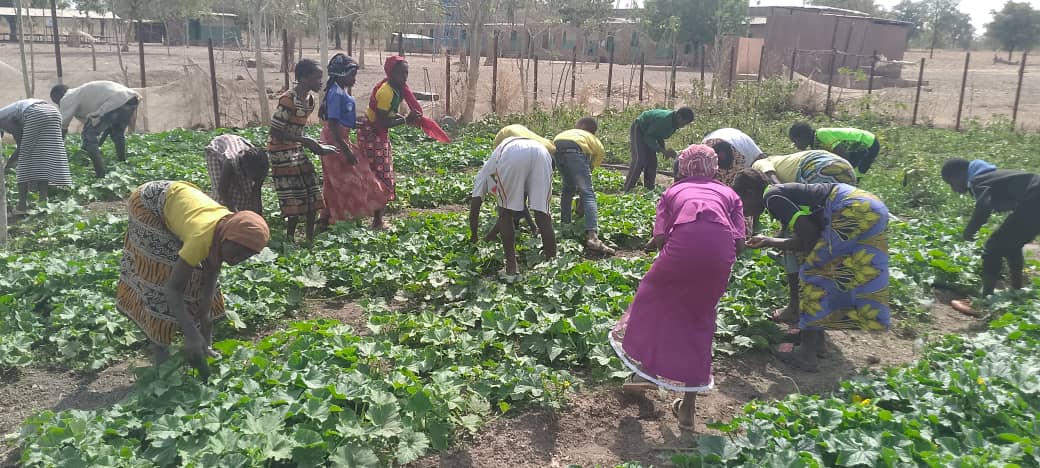 ONGSIRABASCHOOL's tweet photo. #activité_de_jardinnage
Siraba School se distingue également par ses activités liées au jardinage et à l’éducation économique.
Les élèves de notre école participent à l'entretien de notre jardin potager, et cultivent une variété de légumes et de feuilles riches en vitamines. https://t.co/SchLvfnLsV