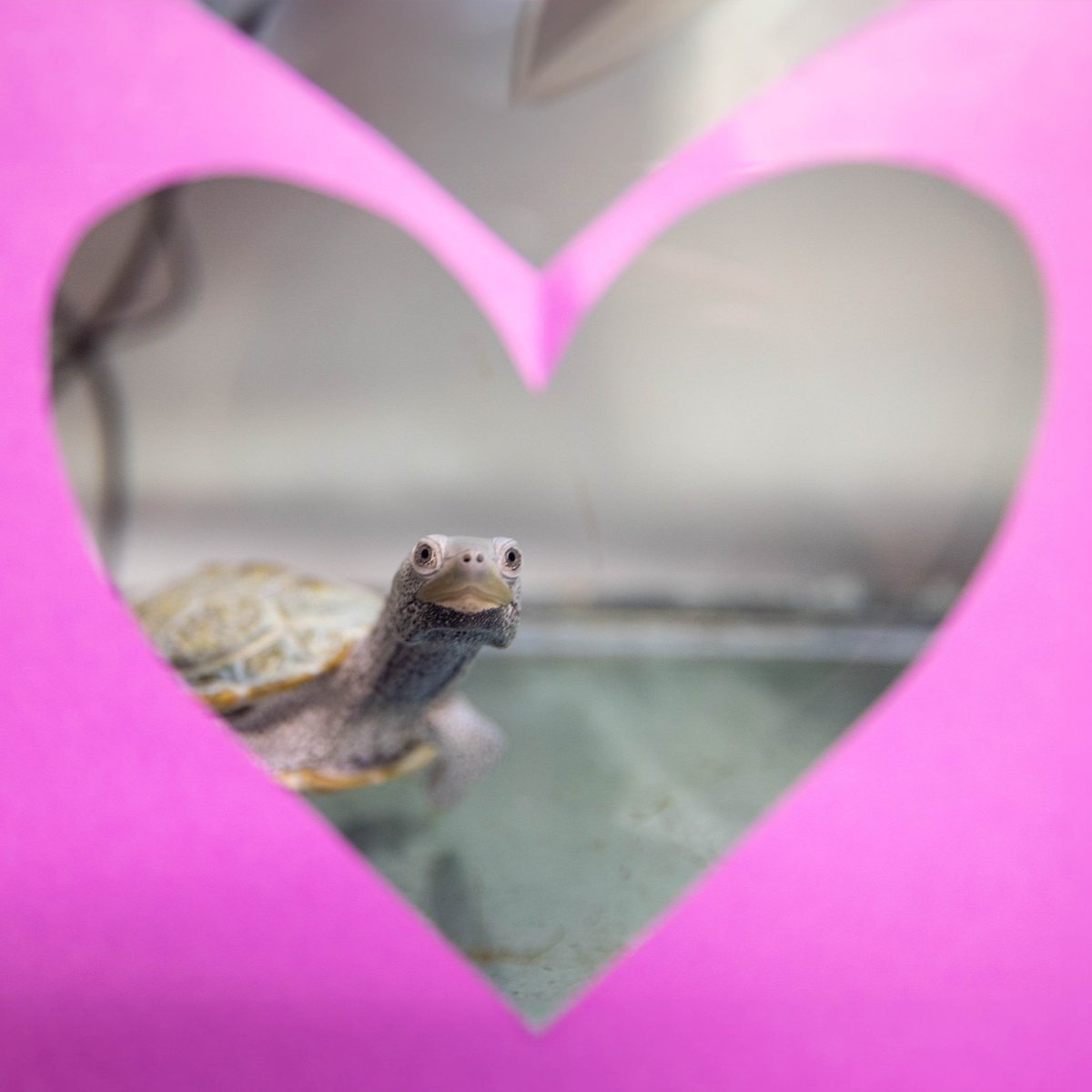 VAAquarium's tweet photo. Will you be their Valentine? The terrapins can't wait to shell-ebrate tomorrow! 💜💗 

Photos Description: Terrapins peek through paper heart cutouts on their habitat window. https://t.co/LwmAziKGkB