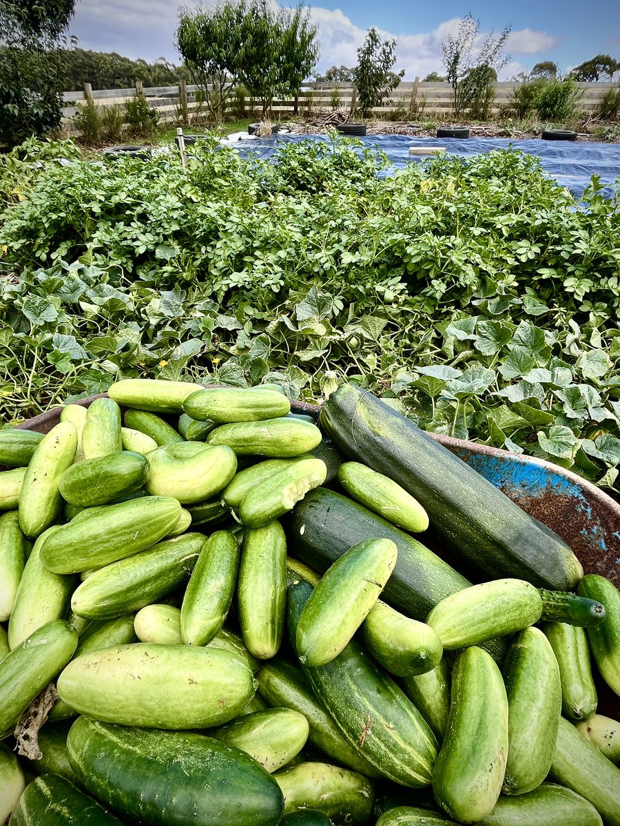 Aussie Summer abundance.
Like an idea whose time has come, sowing a few truthful seeds can generate exponential healthy growth.
Healthy soil foundations!!
🇦🇺