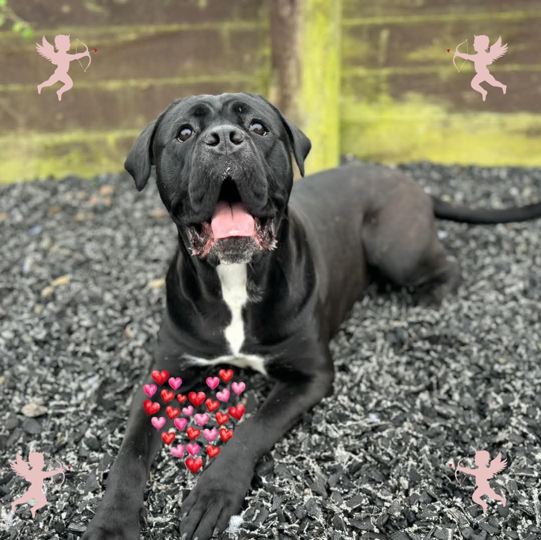 team_greenacres's tweet photo. Cupid's not stupid, he knows I've got loadsa love to give this #ValentinesDay

Robyn, 3.5, Cane Corso. A terrified stray but blossomed into a gentle, dog friendly girl. Sweet nature. Can be shy initially

Apply 👇
https://t.co/PDOX7i5gqN…

#TeamZay #rescuedog #Pembrokeshire https://t.co/bAynUdRyb2
