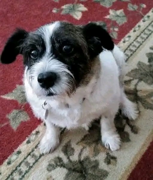"After seeing a picture of Bradley in the paper as Pet of the Week, I worried a lot about him due to the fact that he was eleven years old. Already having two dogs, I kept fingers crossed that he would get a good home. Two days later, I called the shelter and found out he was