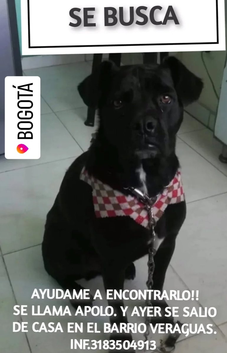 CamiloJaramill's tweet photo. 🆘Su familia busca a  Apolo🐶, en Veraguas - Bogotá, por favor compartamos 🙏

@MONYRODRIGUEZOF @PlataformaALTO @Marce_Tabares @piedrahitangela @DanielSamperO @HELIODOPTERO @coraimatorresd @patrulleroefra @laurarubiogu @darcyquinnr https://t.co/fBgfMx3luN