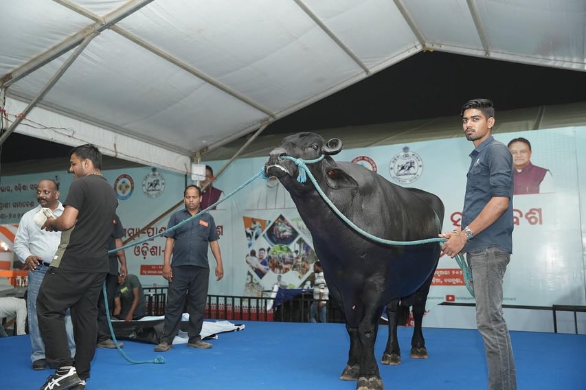 Buffalo Bheem is ready to steal the show at MPSO 2025! 🐃 

Join us at Matsya Pranee Samavesh Odisha 2025 from February 14-16 at Biju Patnaik Playground, Baramunda, Bhubaneswar, to witness the grandeur of Bheem, a 1,500 kg Murrah buffalo renowned for his unparalleled physique and