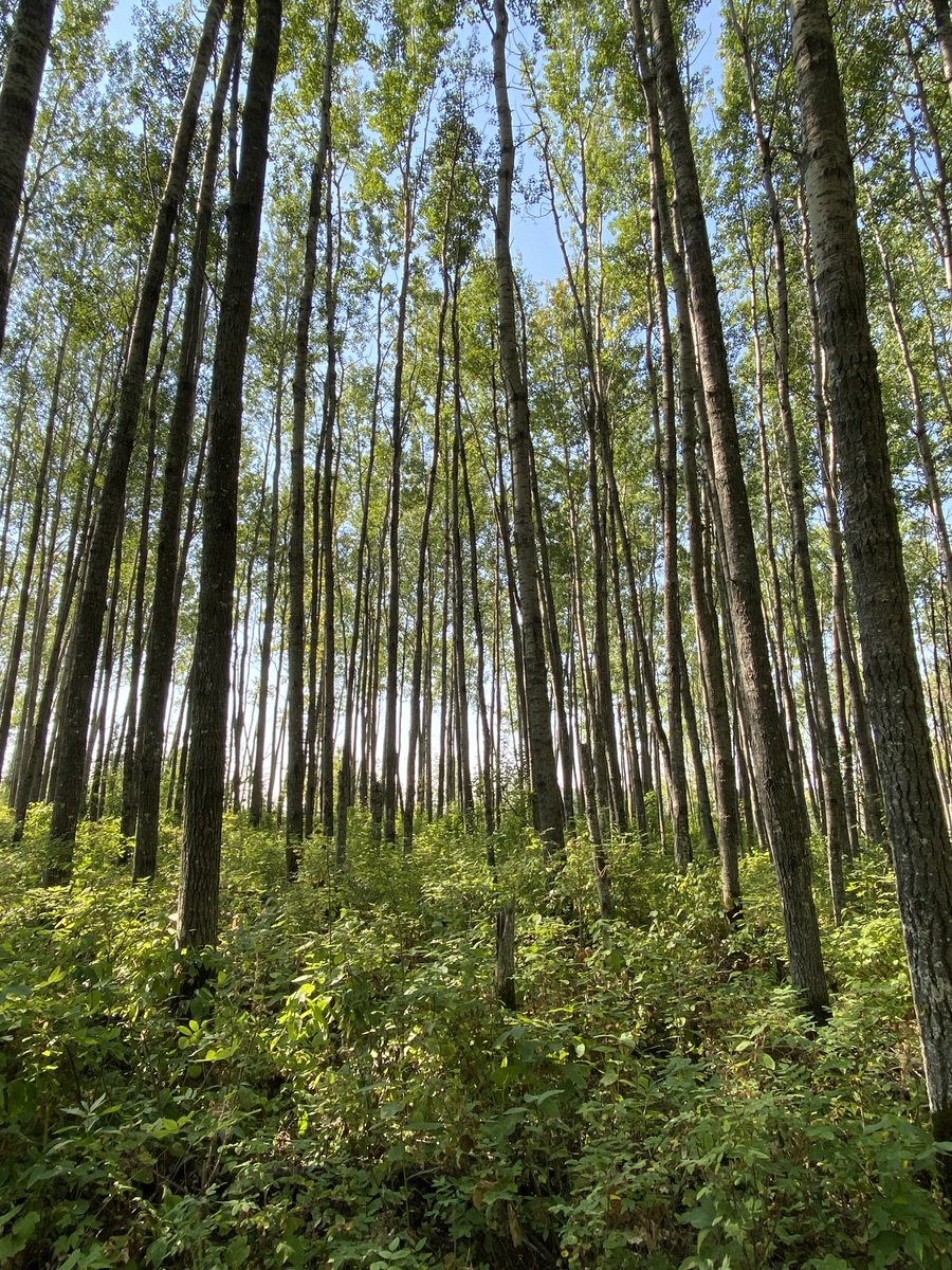 Just weeks away until you can book your County of Athabasca campsites for 2025! #LiveLifeOutside #VisitTheAthabascaRegion

Visit the Athabasca County Campground webpage for more info: athabascacounty.com/services/campg…