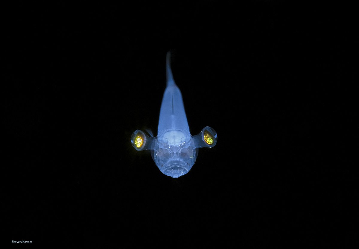 A larval fish straight out of a sci-fi movie. Blackwater dive off Palm Beach, Florida. #ikelite