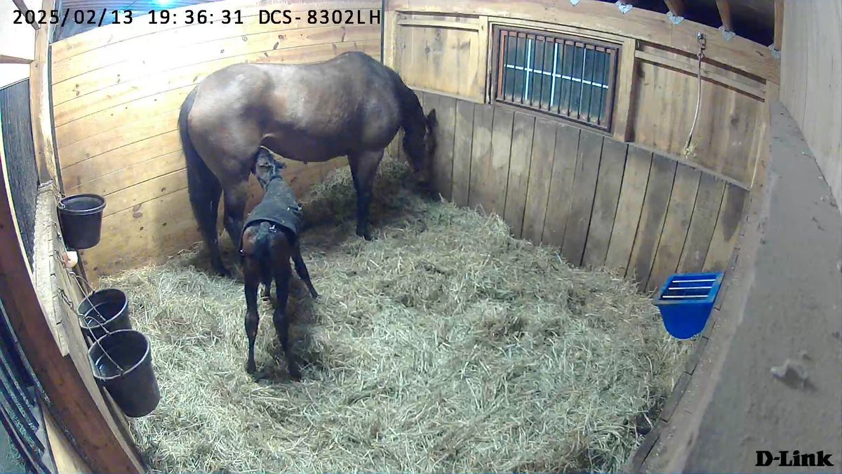 BrittWadsworth's tweet photo. #4 a Zandon filly out of Big Time Lady!
@spendthriftfarm 
@nytbreeders 
@NYDarkHorse https://t.co/JeYLF1pIJQ