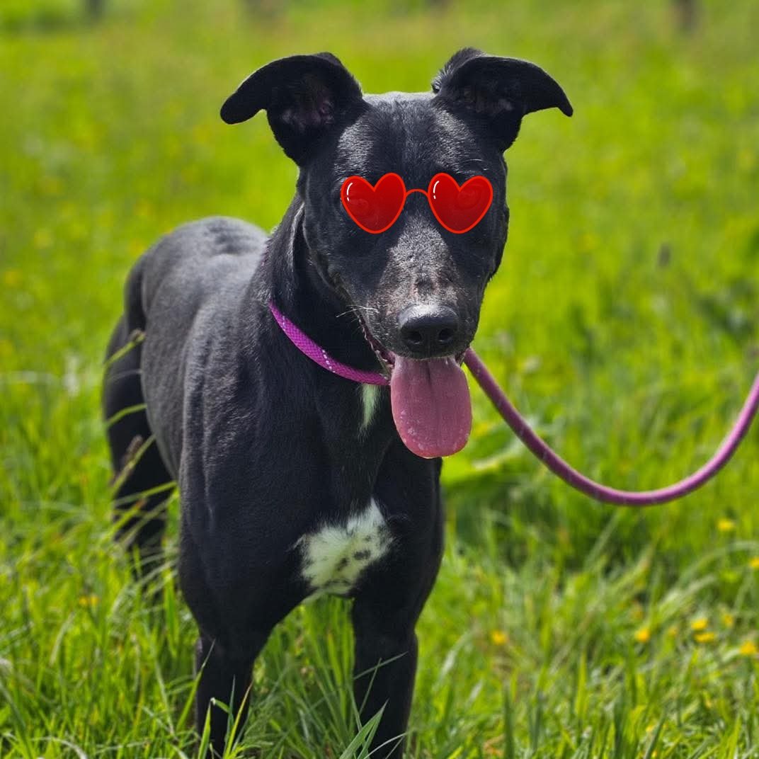 team_greenacres's tweet photo. I think it would be love at first sniff this #ValentinesDay

Baxter, 5 #lurcher A lovely, gentle, dog friendly lad. Looking for a cat free home. Kids 5+  

See Baxter's profile for more info 👇 

https://t.co/yqZ5f9gZCQ 

#teamzay #rescuedog  #Pembrokeshire https://t.co/iAsQP1ETS6
