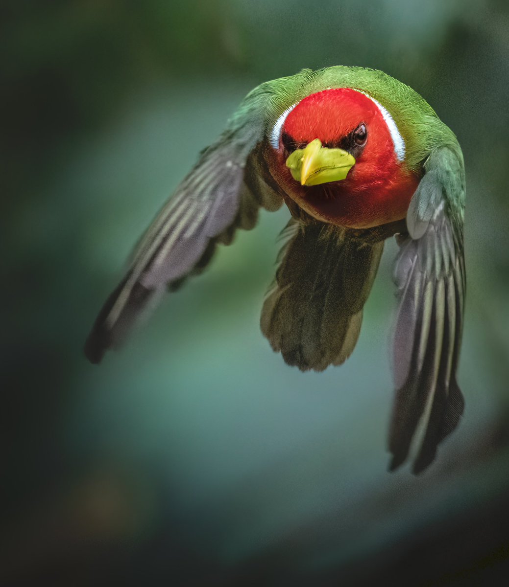 Torito cabecirrojo - Eubucco bourcierii ❤️
#AvesDeColombia