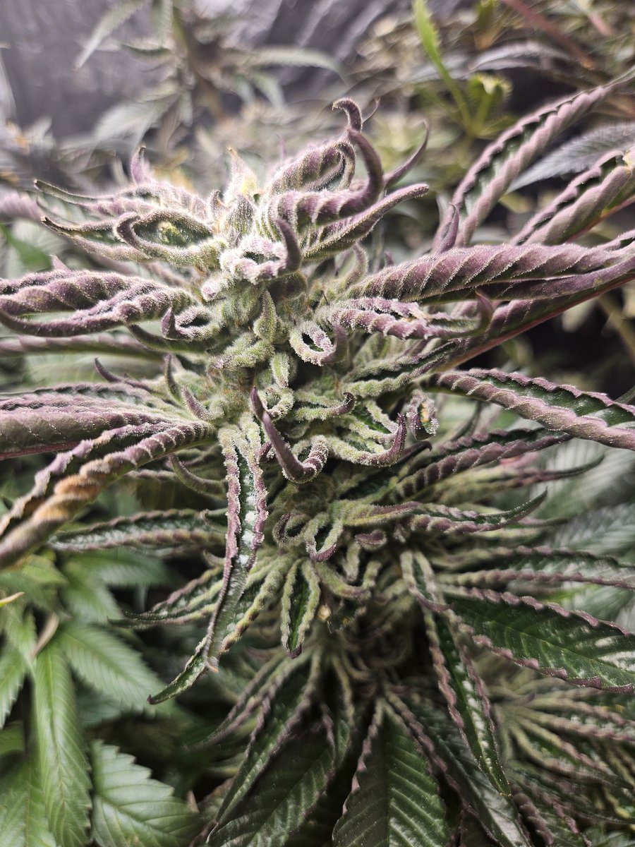 JamesHolleran22's tweet photo. Frost factory trichomes are caked up in layers on these Permanent Maker crosses from Patience Genetics https://t.co/VQZsIQyUVl