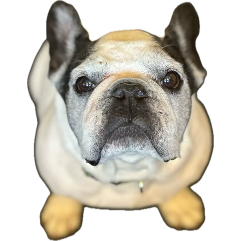 RokaDGen's tweet photo. @TaprootWizards Sadly the tweet also took away a 🐱 i’ve been saving for ! So, the loss is mutual! Glad it’s all over! I’ll get a dog now https://t.co/UY2016DAas