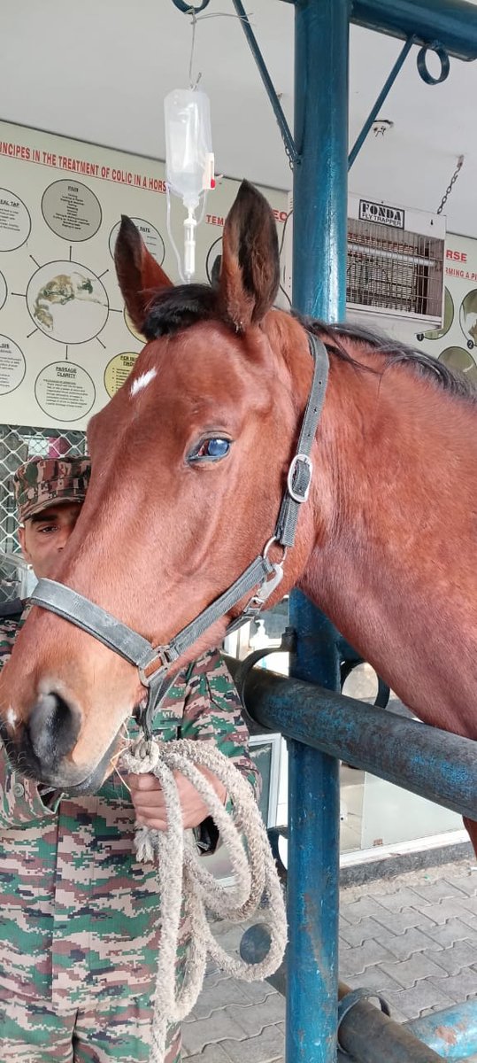 suryacommand's tweet image. #SuryaCommand

"Indian Army #Veterinarians at their Best"

Army #Veterinarians of #CentralCommand performed an intricate and complicated Ocular setariasis surgery to remove an eye worm from the Anterior Chamber of  Left Eye of a sporting horse with a lateral clear corneal