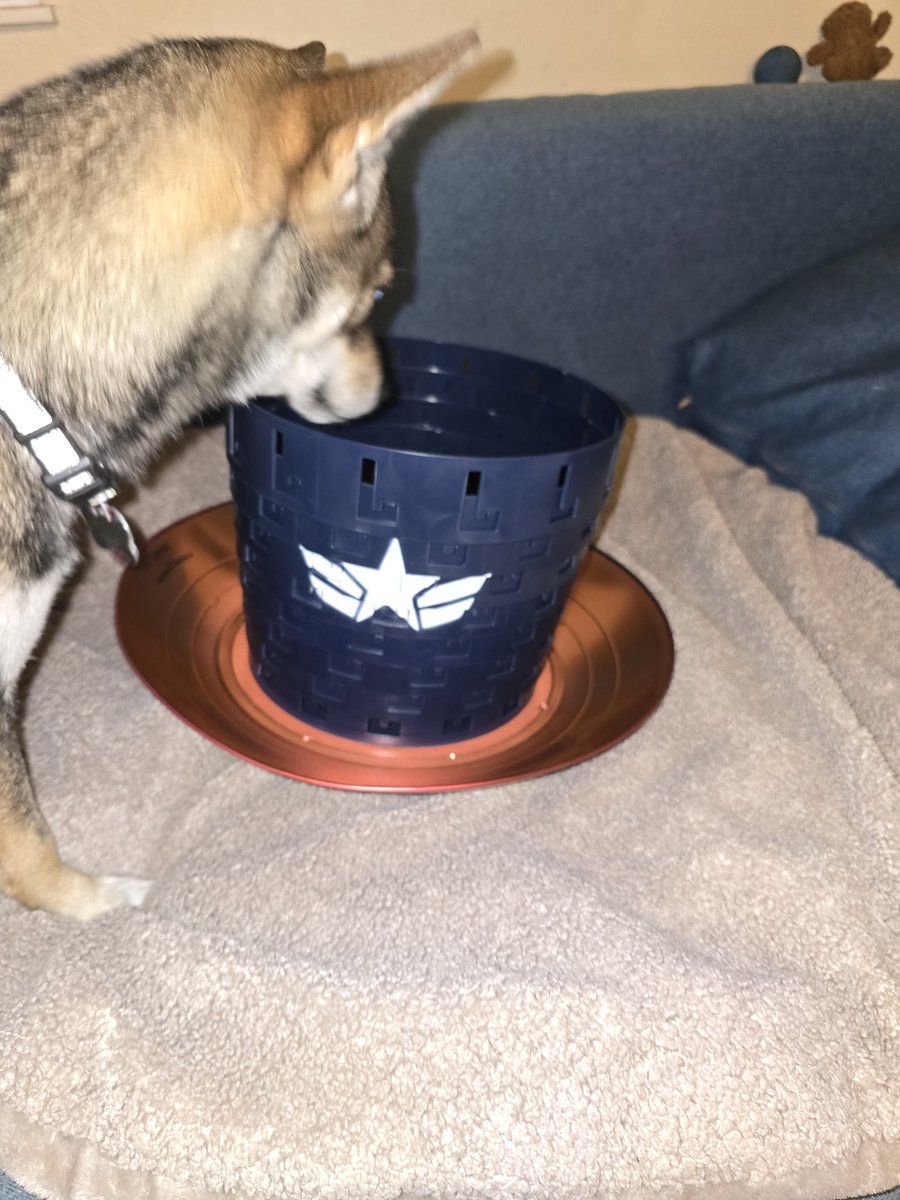 dumdumincarnate's tweet photo. @AMCbiggums Wolfy and i can attest to that. The Cup is also top shelf, rubber gripped sides definitely worth it for the set. #AMC #AMCTheatres #ApesTogetherStrong #amcmerch https://t.co/BgLwWDPzGv