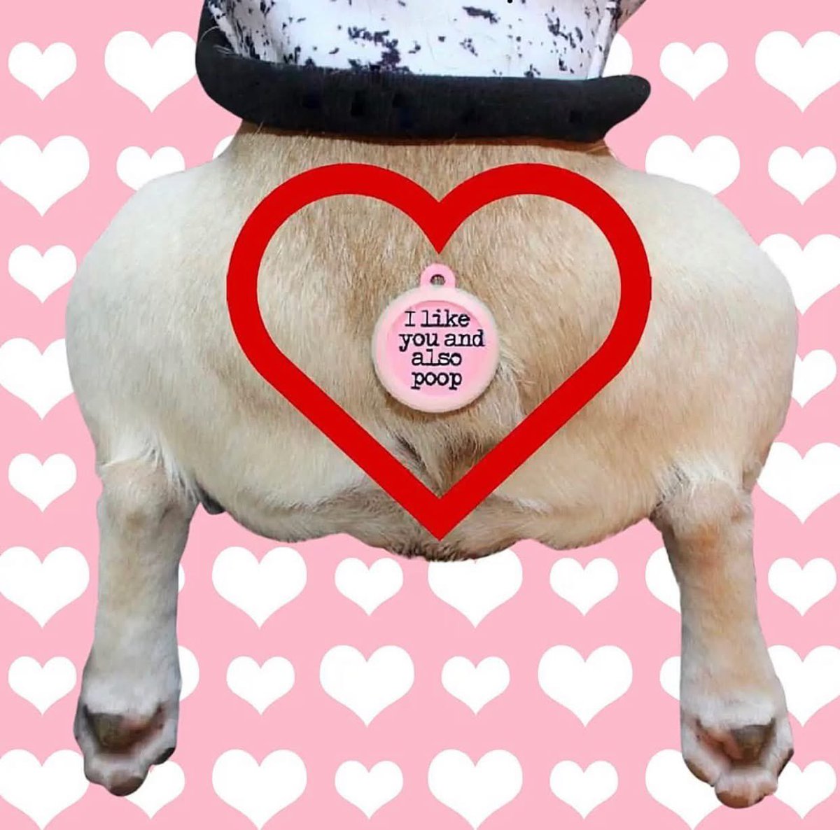 If my dog wrote a valentine 💘