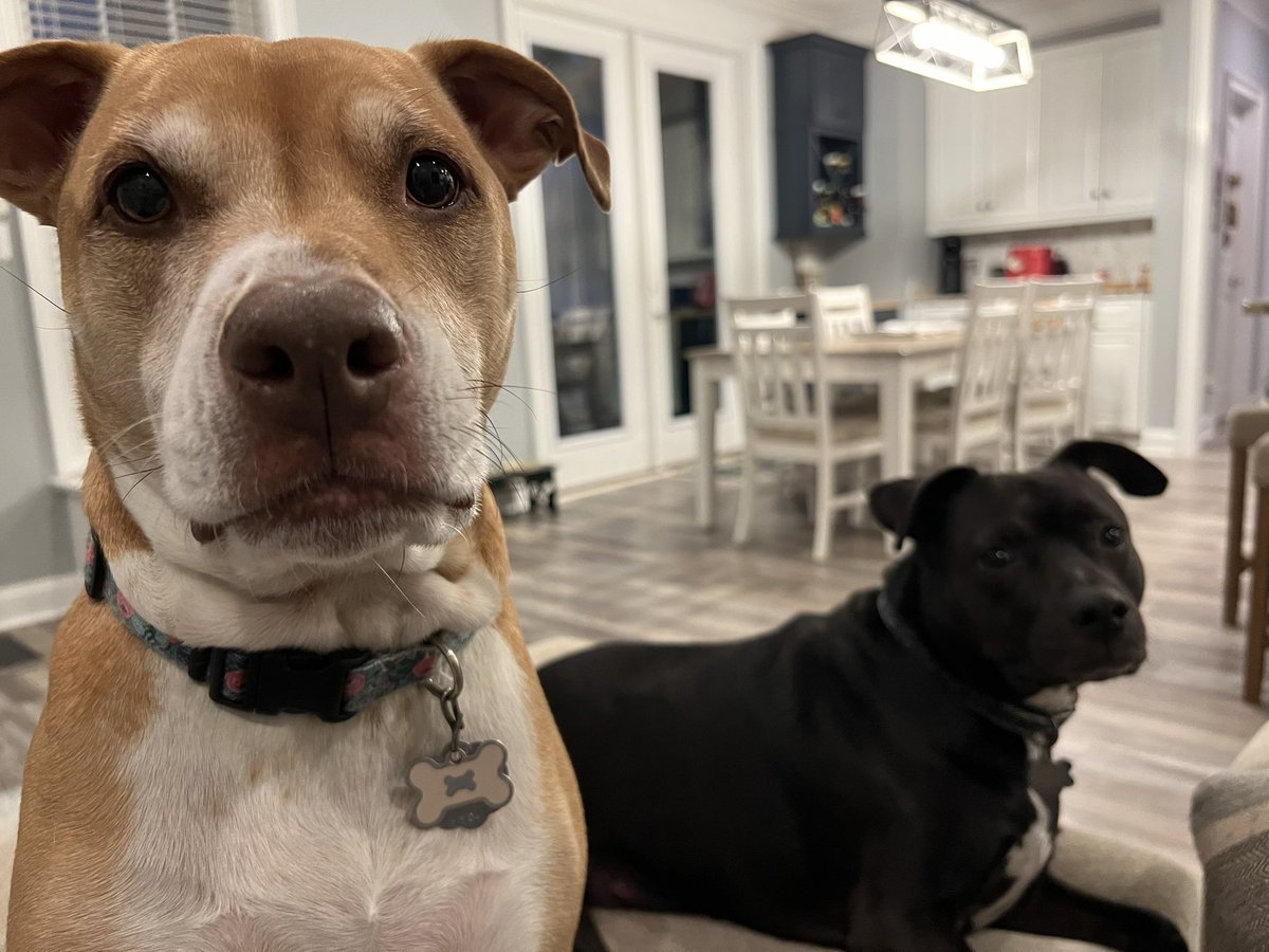 smartroz's tweet image. I see you.. but no one sees me  but ⬇️⬇️⬇️ here’s #doggyThursday Greetings from #ShelbyDog (brown girl) and #TyTy (black guy)