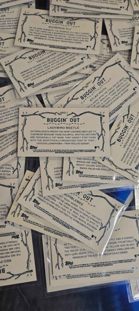 UhKnEeTaH's tweet image. #AllenandGinterChrome #Refractor
#BugginOut 
LadyBIRD Beetle? Damn this whole time I&apos;ve just said &quot;LadyBug&quot;