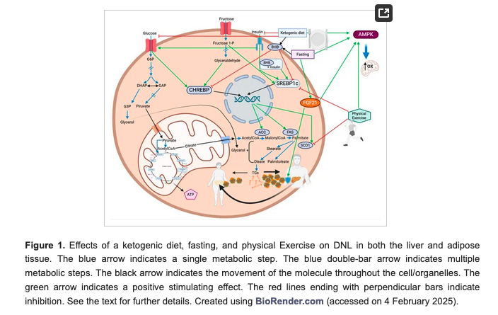 HealthyFellow's tweet photo. Influence of #Exercise, #Ketogenic #Diet & Time-Restricted Eating on De Novo #Lipogenesis: A Narrative Review

https://t.co/Gn2DSfmJM9

@_atanas_ @_INPST @ScienceCommuni2 @DHPSP
@shashiiyengar @dlifein @DrRPalmquist @TheIraSahay @LowCarbRD @ValerieAnne1970 @markeatsmeat @MetabolicHConf @bengreenfield