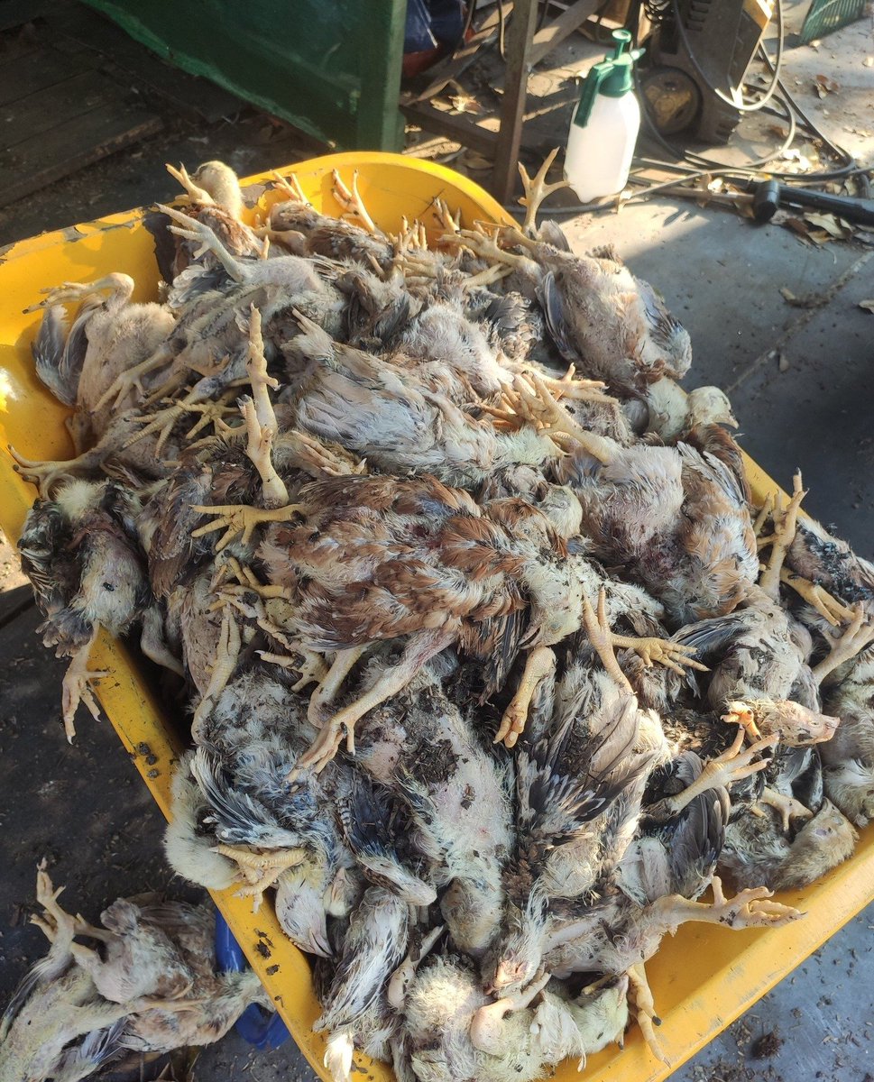 lain macam ya anjing semalam. full moon kot ekk.

260 ekor mati. ada pencinta haiwan nak bantu bayarkan kerugian?

tengok saiz badan ada 1.5kg ni.

kalau sekilo rm25 X 1.5kg X 260 ekor = RM9570