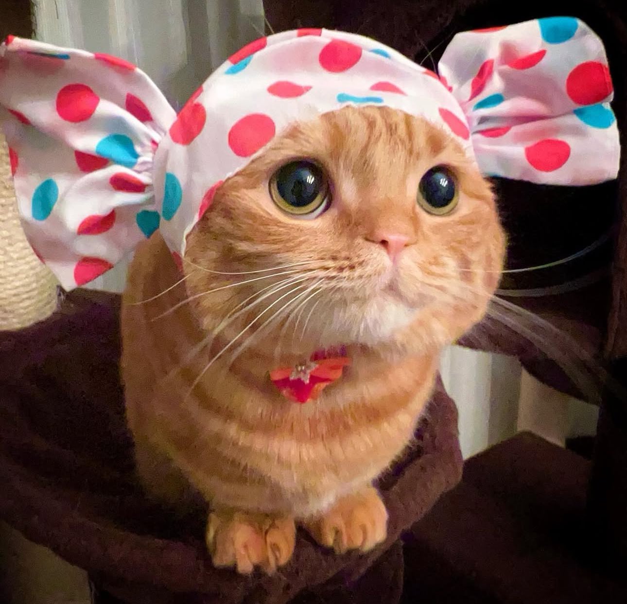 メルモママ、短毛シュシュ、ひな祭り(白×ピンク)わんちゃん猫ちゃん用 短毛シュシュ、ボタニカルフラワー柄(ピンク)わんちゃん猫ちゃん