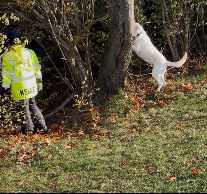CincinnatiCSAR's tweet image. 🎉🐾 Happy 7th Birthday to the incredible Dubs! 🎂✨ 

This handsome K9 has not only captured our hearts, but he’s also been a key member of our team for 3 amazing years! 🐶

Join us in celebrating this extraordinary K9 by dropping some birthday love in the comments! 🎈💖👇