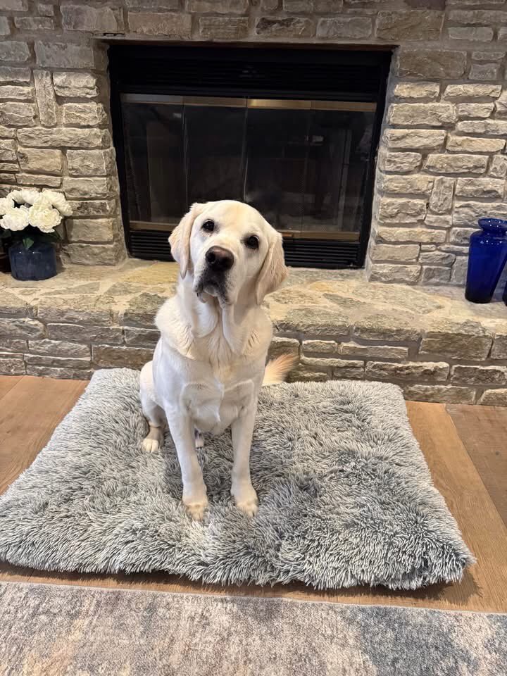 CincinnatiCSAR's tweet image. 🎉🐾 Happy 7th Birthday to the incredible Dubs! 🎂✨ 

This handsome K9 has not only captured our hearts, but he’s also been a key member of our team for 3 amazing years! 🐶

Join us in celebrating this extraordinary K9 by dropping some birthday love in the comments! 🎈💖👇