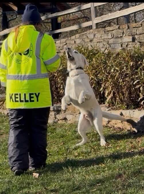 CincinnatiCSAR's tweet image. 🎉🐾 Happy 7th Birthday to the incredible Dubs! 🎂✨ 

This handsome K9 has not only captured our hearts, but he’s also been a key member of our team for 3 amazing years! 🐶

Join us in celebrating this extraordinary K9 by dropping some birthday love in the comments! 🎈💖👇