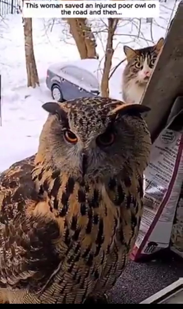 Tchinedvu4's tweet image. The cat is flummoxed