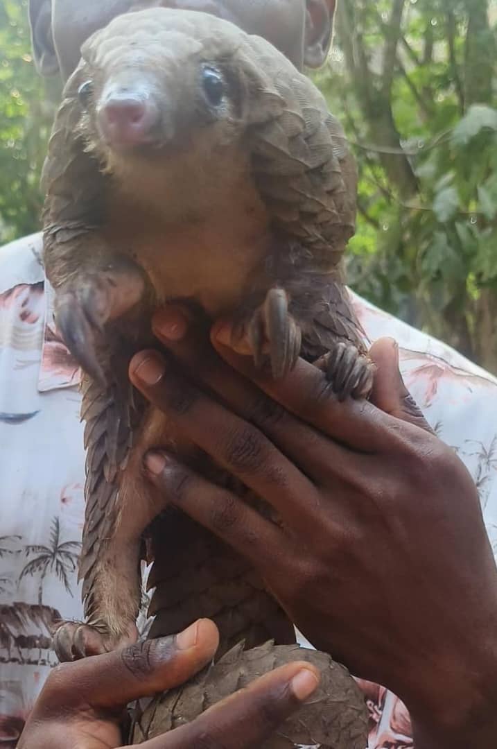 This pangolin rescue is so timely! Happy World Pangolin Day 2025 celebrations!!!
Happy Valentines Day 💝 💓 💖!