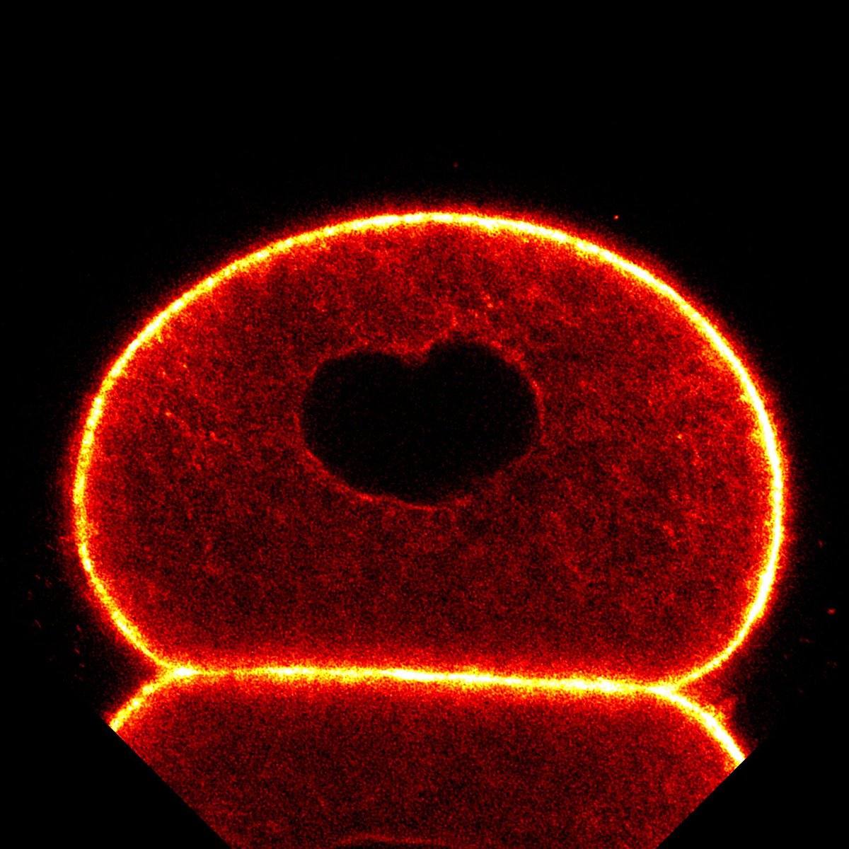 oozguc's tweet image. It is #FluorescenceFriday! Perfectly suited for Valentine’s Day—a 2-cell stage mouse embryo where actin staining created a heart-shaped negative space around its nucleus🔬. Captured it 4 years ago, but still one of my favorites for this time of year ❣️