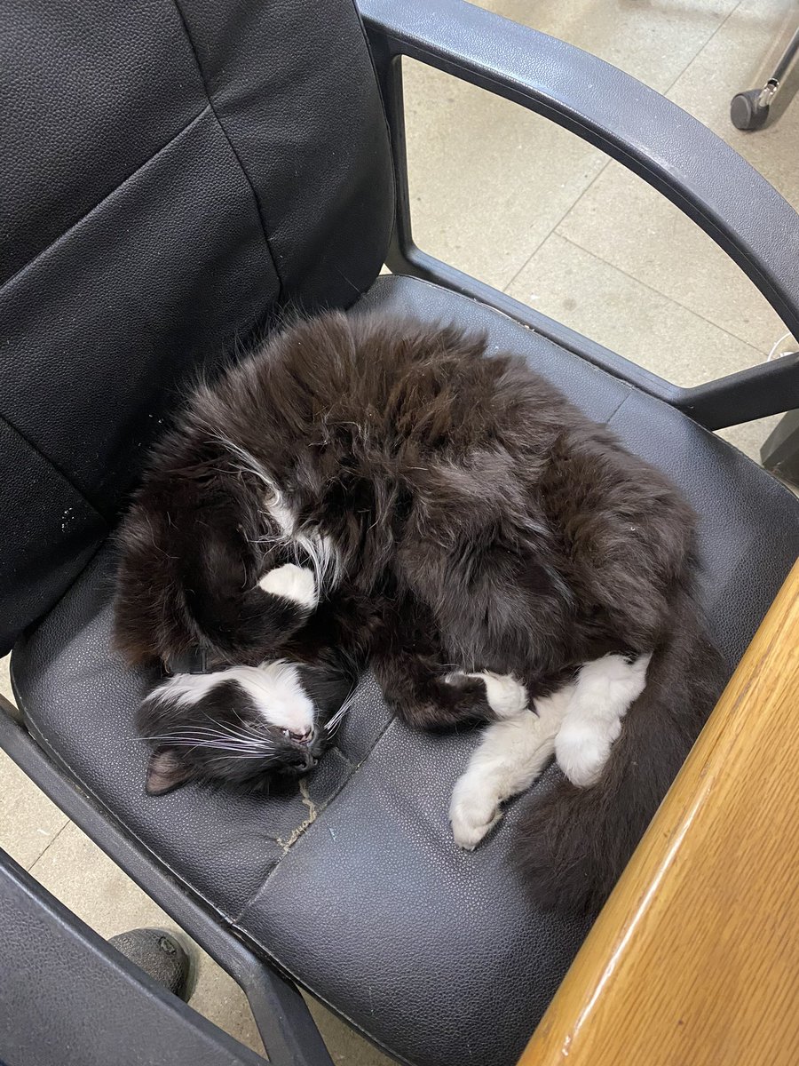 Soxs The Curtis Signs Braintree Cat #RIPMAXIMUS tweet media