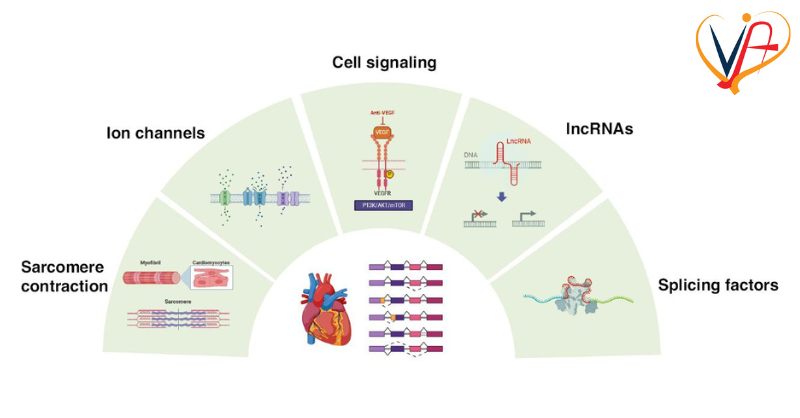 CVIA_Journal's tweet photo. Explore how #RNAsplicing #CardiacDiseases are linked, reshaping gene expression and driving innovative therapies in modern medicine to #savelives.

Read More: https://t.co/m2IMcCOyE9

#alternativesplicing #sarcomere #ionchannels #cellsignalling #lncRNA #cardiovascularsystem #CVIAJournal #CVIA #Cardiology #CardioEd @Science_Open @harvardmed
