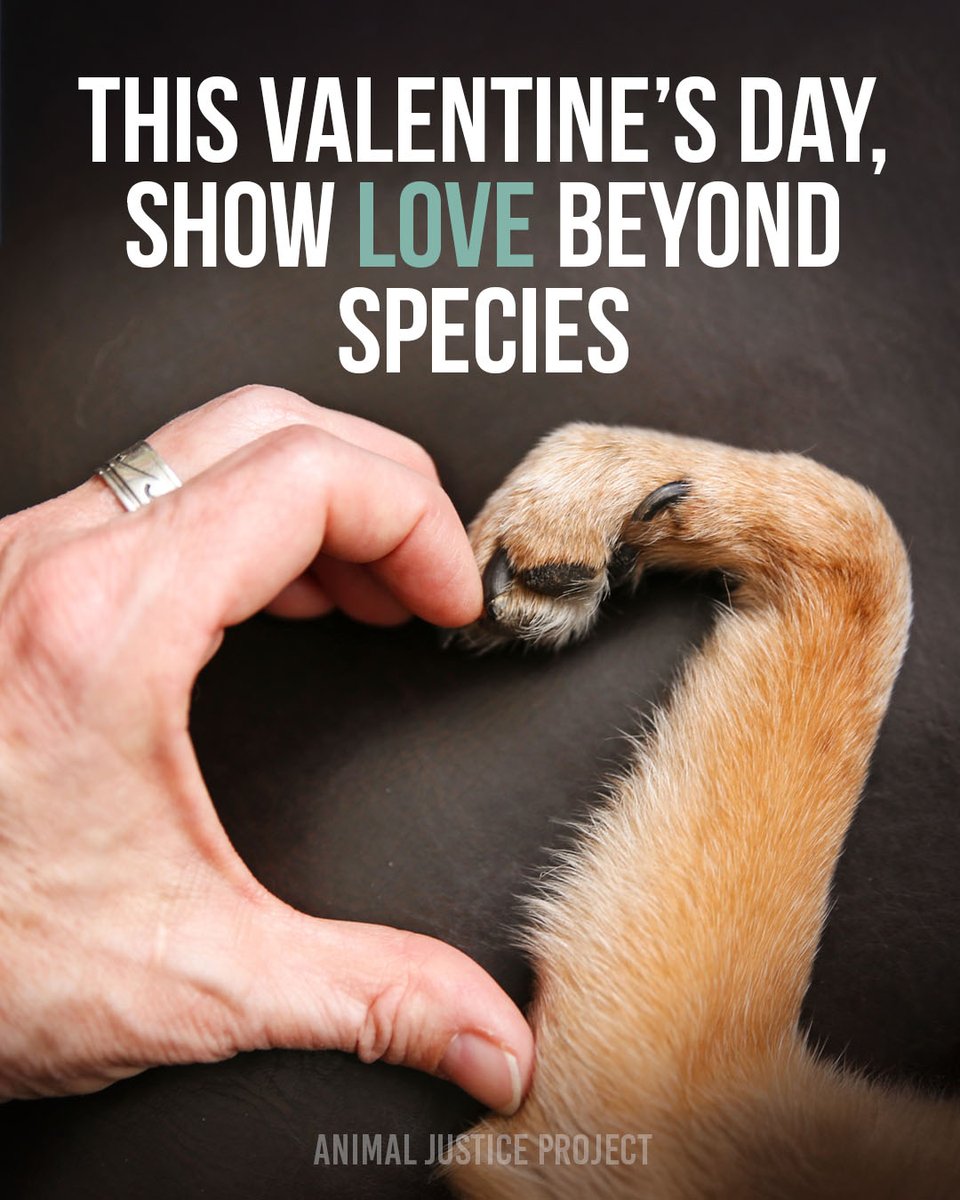 ajpReact's tweet image. 💕 This Valentine&apos;s Day, Show Love Beyond Species

Love isn&apos;t limited by species - it&apos;s about compassion, connection, and recognising the feelings of others, regardless of their species membership. 

Every heart deserves kindness.
#AnimalJusticeProject #ValentinesDay
