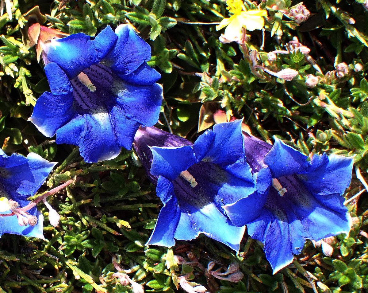 Alpine orchids are red,
Trumpet gentians are blue,
We're off to the Picos,
We'd love you to come too!

Our featured tour of the week, Spring Wildflowers of the Picos de Europa, provides ample opportunities to feel the love blossom for alpine wildflowers of all colours. (1/2)