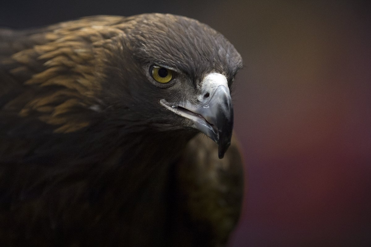 ClubAmerica's tweet photo. Post de apreciación nocturna a Celeste en este día del Águila Real 💙🦅💛

Siempre tan majestuosa y audaz ✨

#GrandesDeCorazón @viveREINOANIMAL https://t.co/bEotFUF5nW