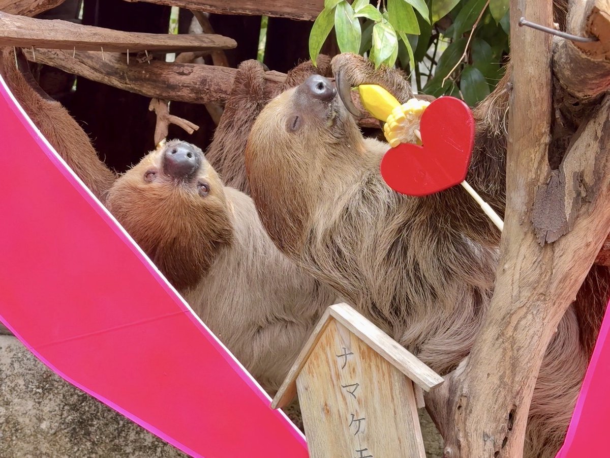KhaokheowZoo's tweet photo. เปิดตัวคู่รักคู่ใหม่ของสวนสัตว์เปิดเขาเขียว “คุณแฟลชกับน้องเอลซ่า..คู่รักสลอธต่างวัย” ฉลองวันแห่งความรัก 14 กุมภา “วันวาเลนไทน์” 

วันนี้ 14 กุมภาพันธ์ 2568 (เวลา 9.00 น.) นายณรงวิทย์ ชดช้อย ผู้อำนวยการสวนสัตว์เปิดเขาเขียว เปิดเผยว่า สวนสัตว์เปิดเขาเขียว จัดกิจกรรม“วันวาเลนไทน์ Valentine’s day” ต้อนรับเทศกาลวันแห่งความรัก 14 กุมภาพันธ์ 2568  ในปีนี้เปิดตัวคู่รักคู่ใหม่ของสวนสัตว์เปิดเขาเขียว คุณแฟลช และเอลซ่า สลอธสองนิ้ว..คู่รักต่างวัย เพื่อเป็นการอนุรักษ์และเพาะขยายพันธุ์  และได้จัดเตรียมอาหารที่เหล่าบรรดาสัตว์ต่าง ๆ ชื่นชอบเป็นเมนูพิเศษต้อนรับวันว่เลนไทน์ เช่น อาหารรูปหัวใจหรรษาสีแดงให้สลอธสองนิ้ว ตะแกรงใส่หญ้ารูปหัวใจให้กับหนูยักษ์คาปิบารา และพวงมาลัยอาหารรูปหัวใจให้กับเต่าซูลคาต้า เป็นต้น อีกทั่งยังเป็นการส่งเสริมพฤติกรรมสัตว์ (Enrichment) กระตุ้นพฤติกรรมตามธรรมชาติ เพื่อสร้างความแปลกใหม่ และเพื่อแสดงให้เห็นถึงความรักความอบอุ่นของครอบครัวสัตว์ป่าอีกด้วย

ทั้งนี้ "เอลซ่า" สลอธสองนิ้ว เพศเมีย ปัจจุบันอายุ 4 ปี เกิดเมื่อ 13 กรกฎาคม 2563 สวนสัตว์เปิดเขาเขียวนำเข้าจากต่างประเทศ และได้รับพระราชทานตั้งชื่อให้โดยทูลกระหม่อมหญิงอุบลรัตนราชกัญญา สิริวัฒนาพรรณวดี