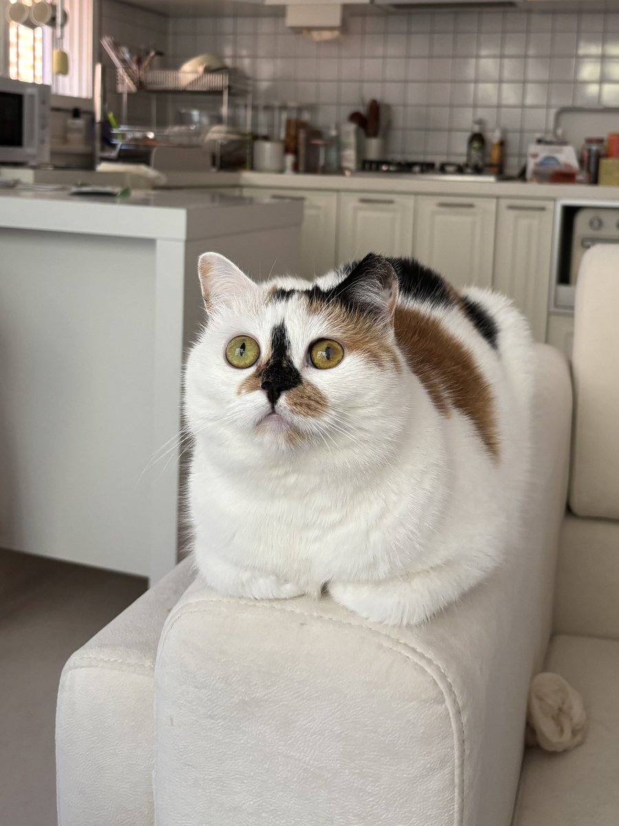 최애는 창밖의 새 입니다