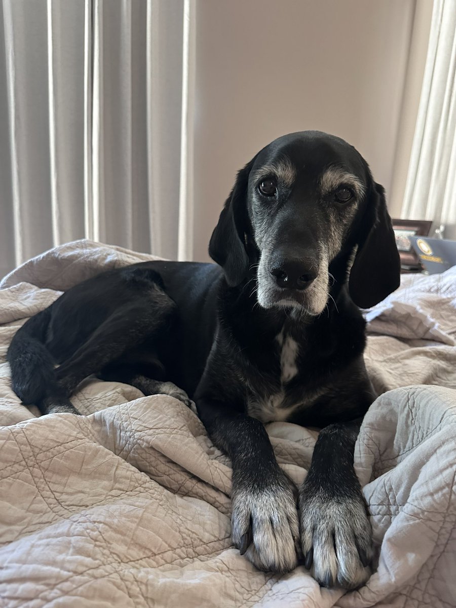 JennaaSmith's tweet image. my baby puppy is in heaven and not hurting anymore💙 jackson i will carry you in my heart until i meet you again. i love you jack jack🥰