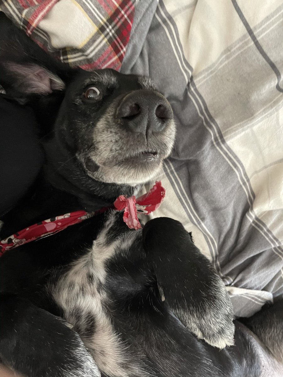 JennaaSmith's tweet image. my baby puppy is in heaven and not hurting anymore💙 jackson i will carry you in my heart until i meet you again. i love you jack jack🥰