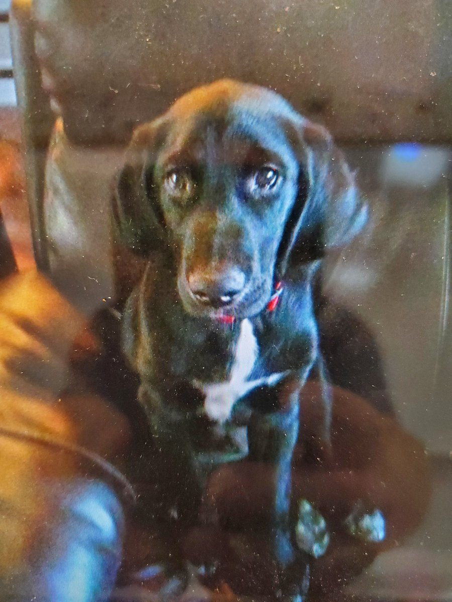 JennaaSmith's tweet image. my baby puppy is in heaven and not hurting anymore💙 jackson i will carry you in my heart until i meet you again. i love you jack jack🥰