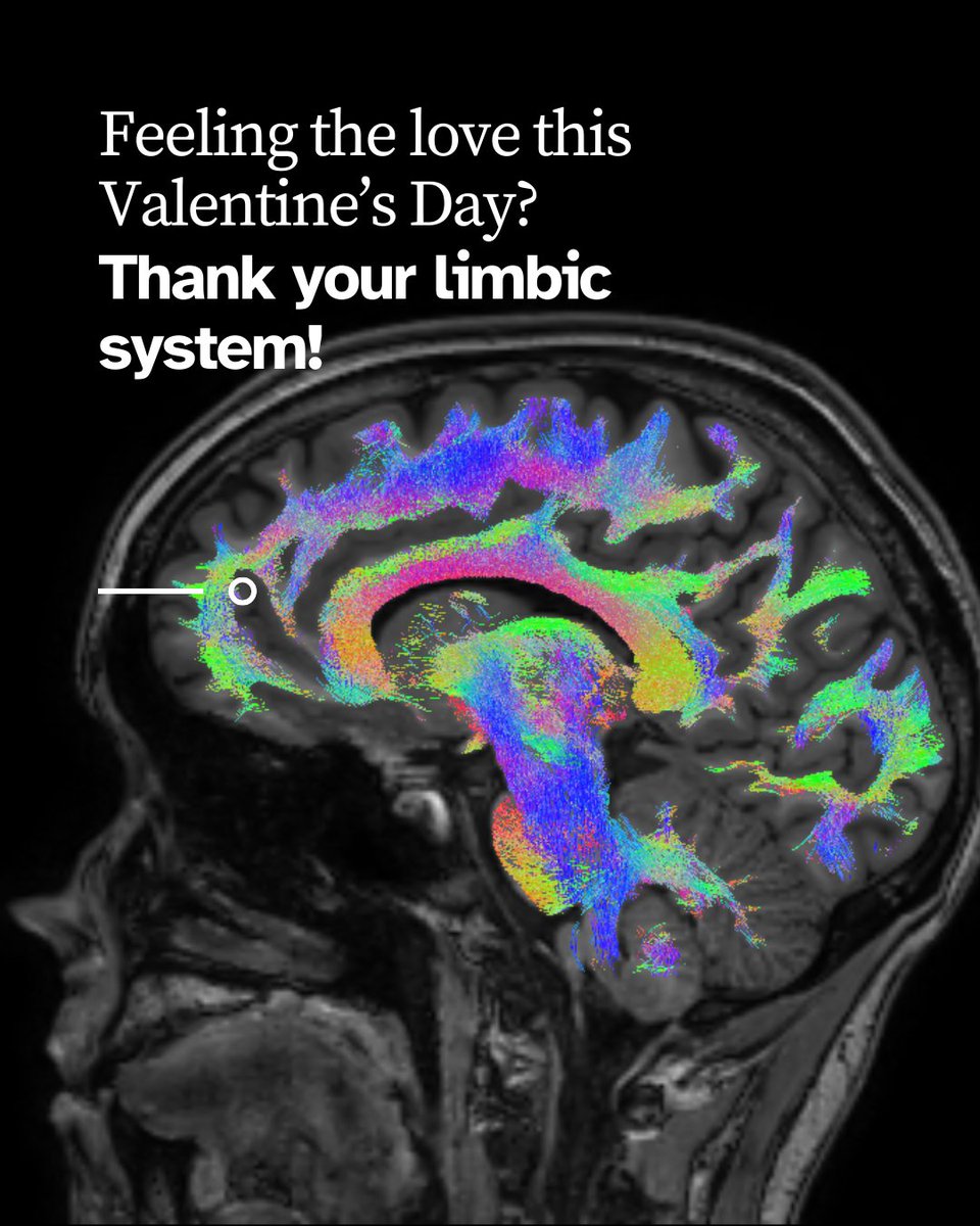 Deep in your brain, the #limbic system is working behind the scenes, driving #emotions, #memories, and connection. This brain region is responsible for processing emotional experiences and helps us form attachments, whether romantic, platonic, or even self-love. #valentinesday