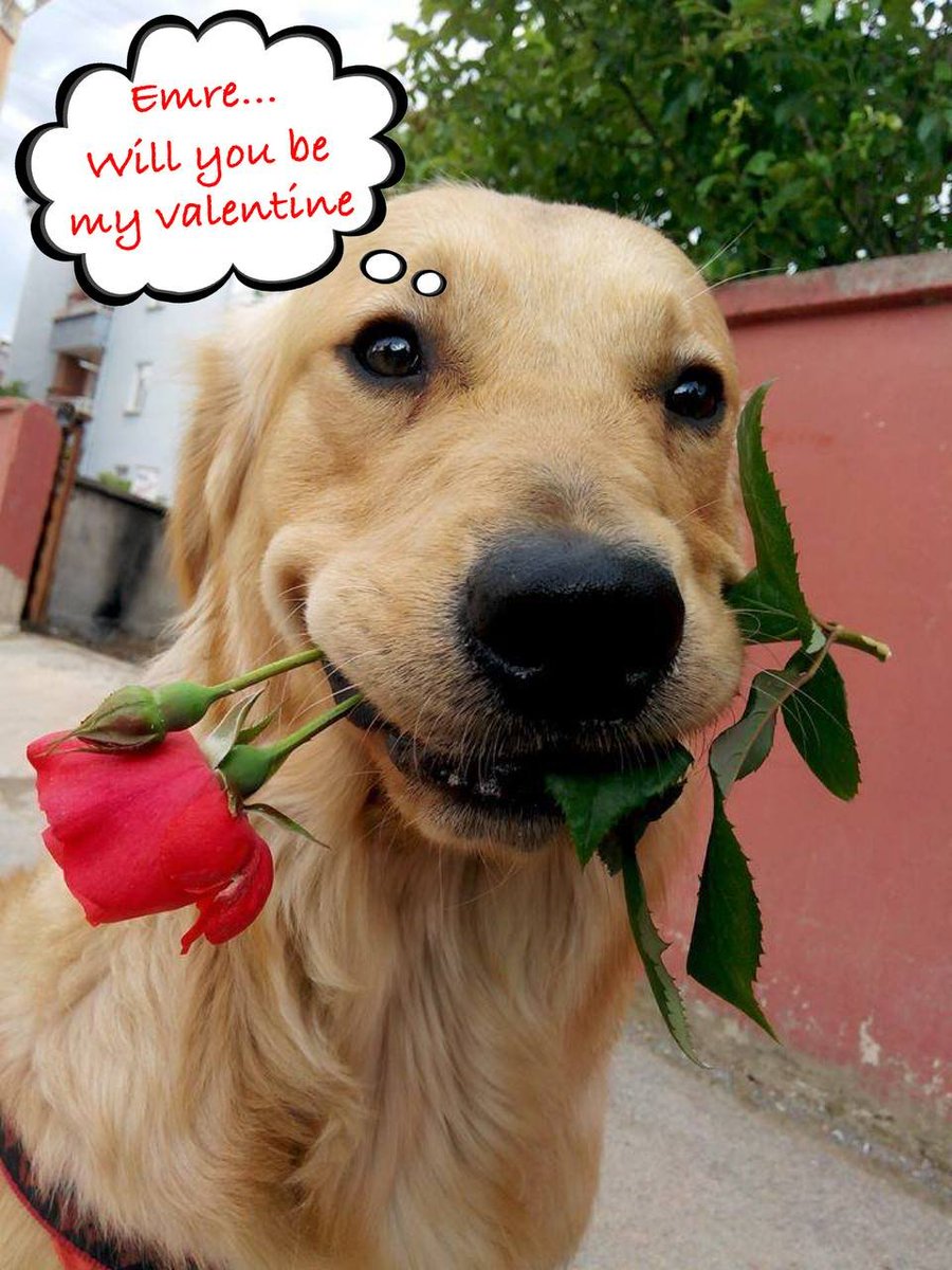 <a href="/patty_fi/">PattyIce</a> In anticipation of Valentine's day <a href="/dogwifrosecoin/">dogwifrose | $WIFROSE</a> has been served to you in order to spread love across the blockchain!

A V-day #WIFROSE is always a success!

CA: 6Qx1CuJJh46YyGBwSpg8QuNMgr1QDVLr7PSFJErapump