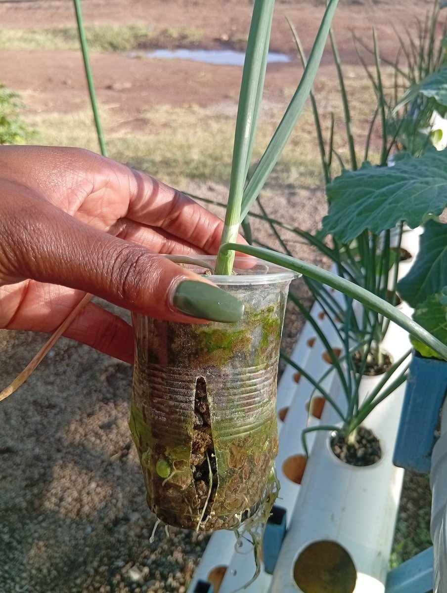 JuneMbai's tweet photo. Minus the set up costs, hydroponics and aeroponics give better results that soil based growing. #feedinggenerations https://t.co/5vt059FCGM